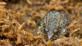 Gopher Frogs