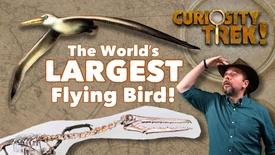 The Pelagornis Sandersi Seabird | Curiosity Trek!: asset-mezzanine-16x9