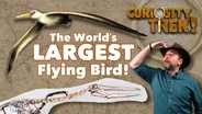 The Pelagornis Sandersi Seabird | Curiosity Trek!