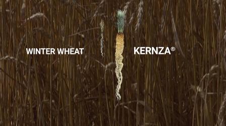 Video thumbnail: Almanac Kernza | A New Grain