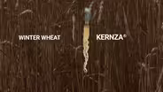 Kernza | A New Grain