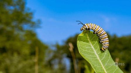 Video thumbnail: Iowa PBS Presents Go Wild: Plant Grow Fly
