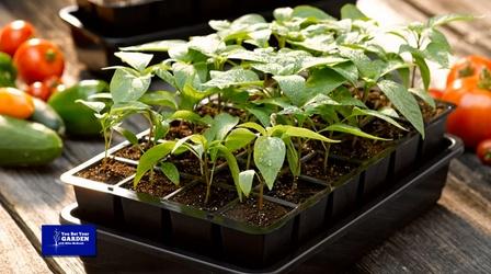 Video thumbnail: You Bet Your Garden You Bet Your Garden S3 Ep. 24 Seed Starting II