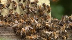 Video thumbnail: NJTV News Local beekeepers push back against proposed regulations