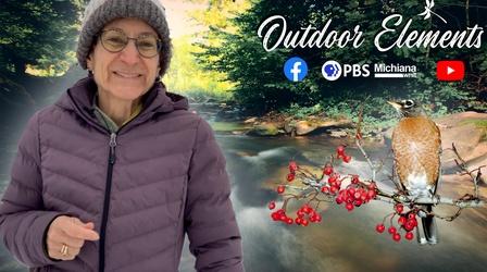 Video thumbnail: Outdoor Elements Winter Crabapples for Robins