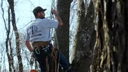The Tree Climber