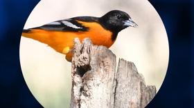 Video thumbnail: Vegas PBS Join Celebrate Urban Birds