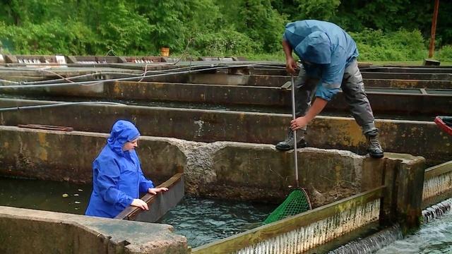 The Key Ingredient | Preview | Fishing for Trout Compliments