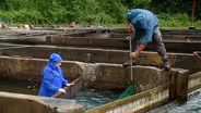 Preview | Fishing for Trout Compliments
