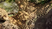 Secret Sex Life of Leopards