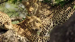 Secret Sex Life of Leopards