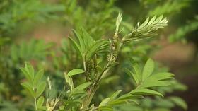 Video thumbnail: Volunteer Gardener Volunteer Gardener 2741
