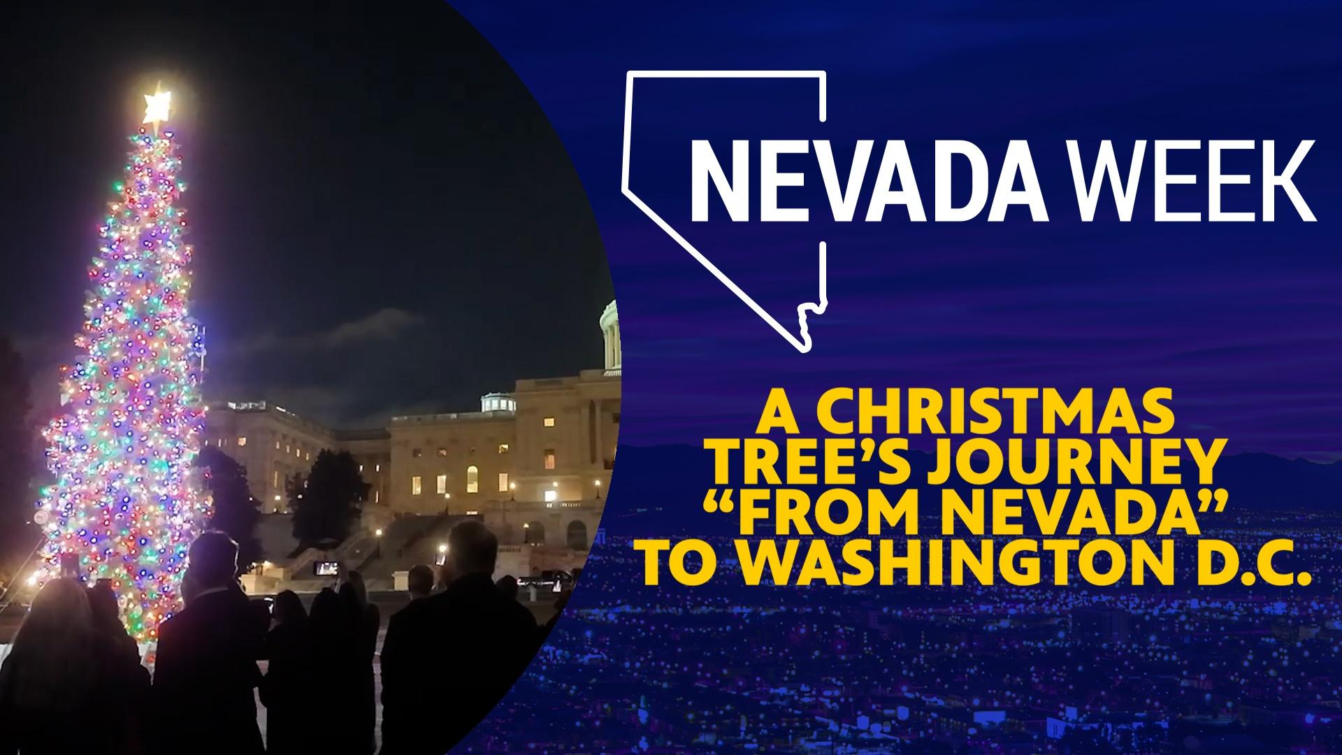 A Christmas tree’s journey “From Nevada” to Washington D.C.