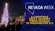 A Christmas tree’s journey “From Nevada” to Washington D.C.