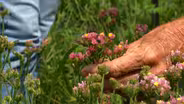 Volunteer Gardener 3316