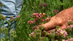 Volunteer Gardener 3316