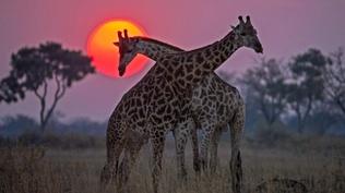 Okavango: River of Dreams - Inferno - Preview