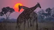 Okavango: River of Dreams - Inferno - Preview
