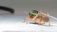 Bomb sniffing locust