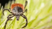 LYME'S DEADLY LEGACY
