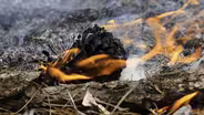 In the longleaf ecosystem: more fire, more carbon stored?