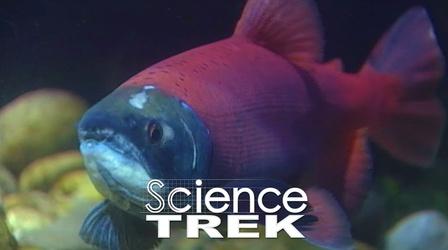 Video thumbnail: Science Trek Fish: Idaho Fish Rule! Hopefully.