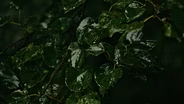 RAINSTORM IN THE WOODS