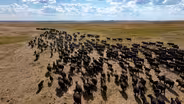 South Dakota Cattle Ranch