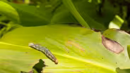 Hidden Biodiversity