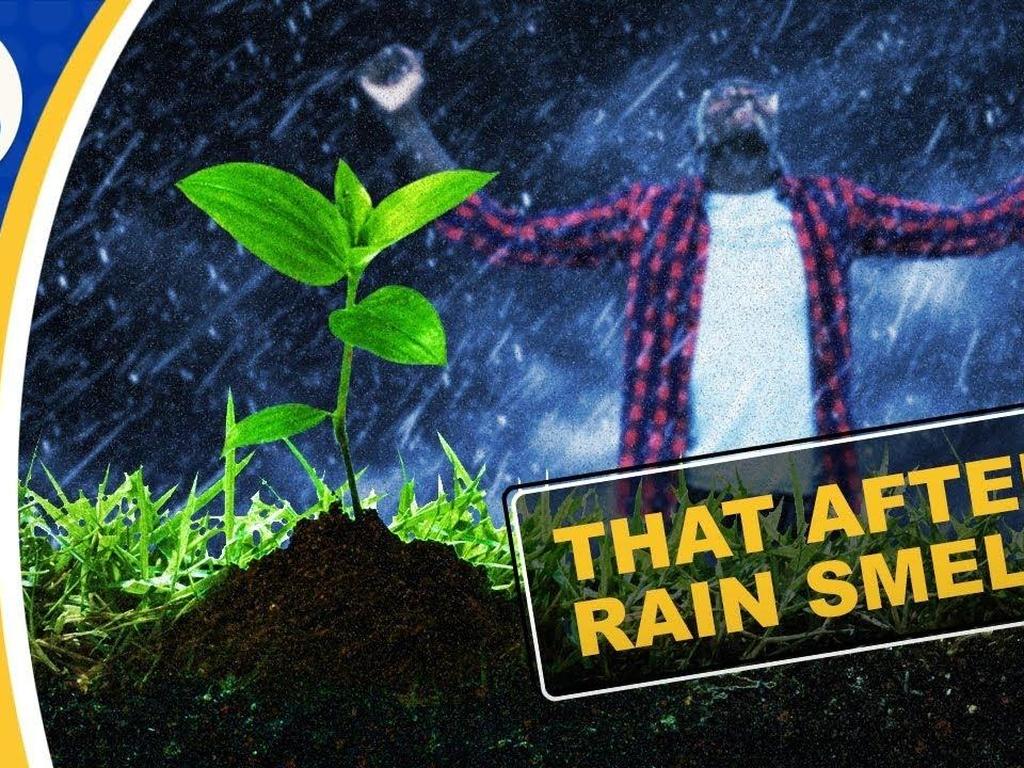 What S That After Rain Smell Made Of Reactions Programs Pbs Socal