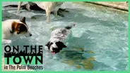 Lush Dog Resort in Jupiter