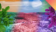 What If We Could See Nature In Infrared?