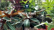 South Dakota Home Garden Tropical Plants