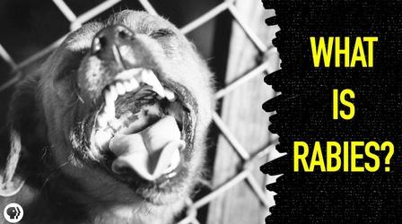 Video thumbnail: Gross Science What Happens When You Get Rabies?