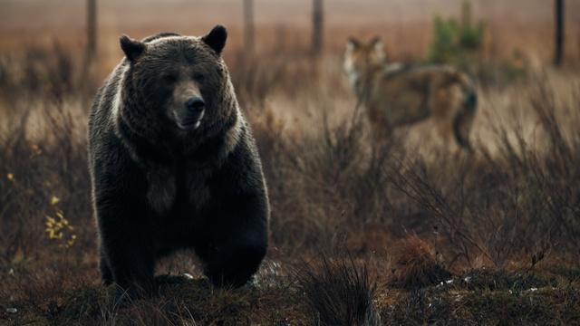 Wolves Close In On a Bear's Lunch