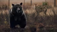 Wolves Close In On a Bear's Lunch