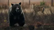 Wolves Close In On a Bear's Lunch