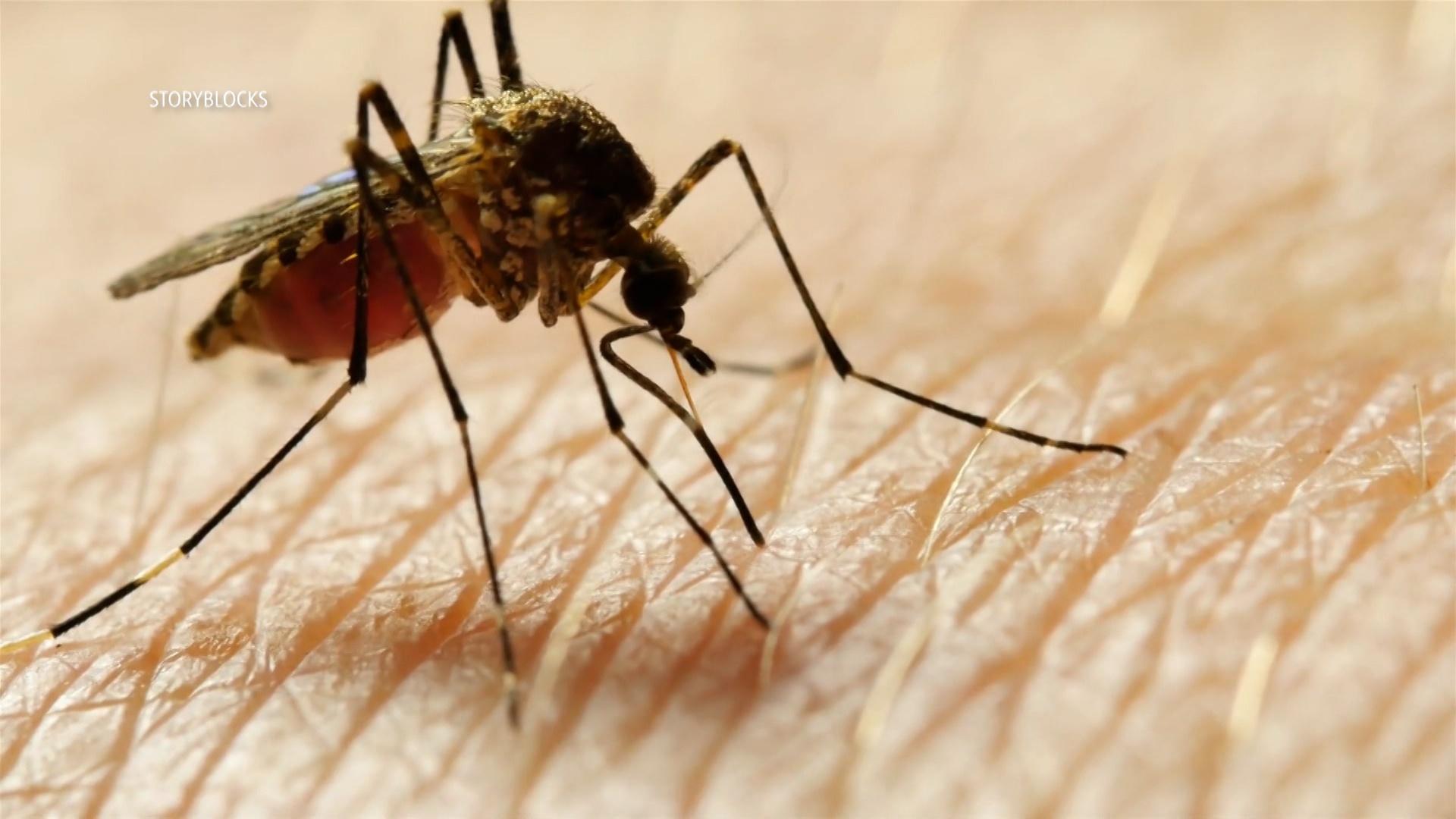 Dengue Fever Cases Reported in States Surrounding Kentucky