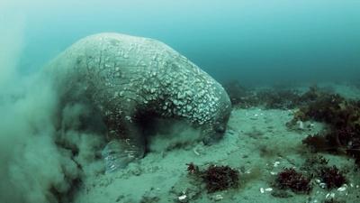 The Weird Way Walruses Eat With Their Tongue
