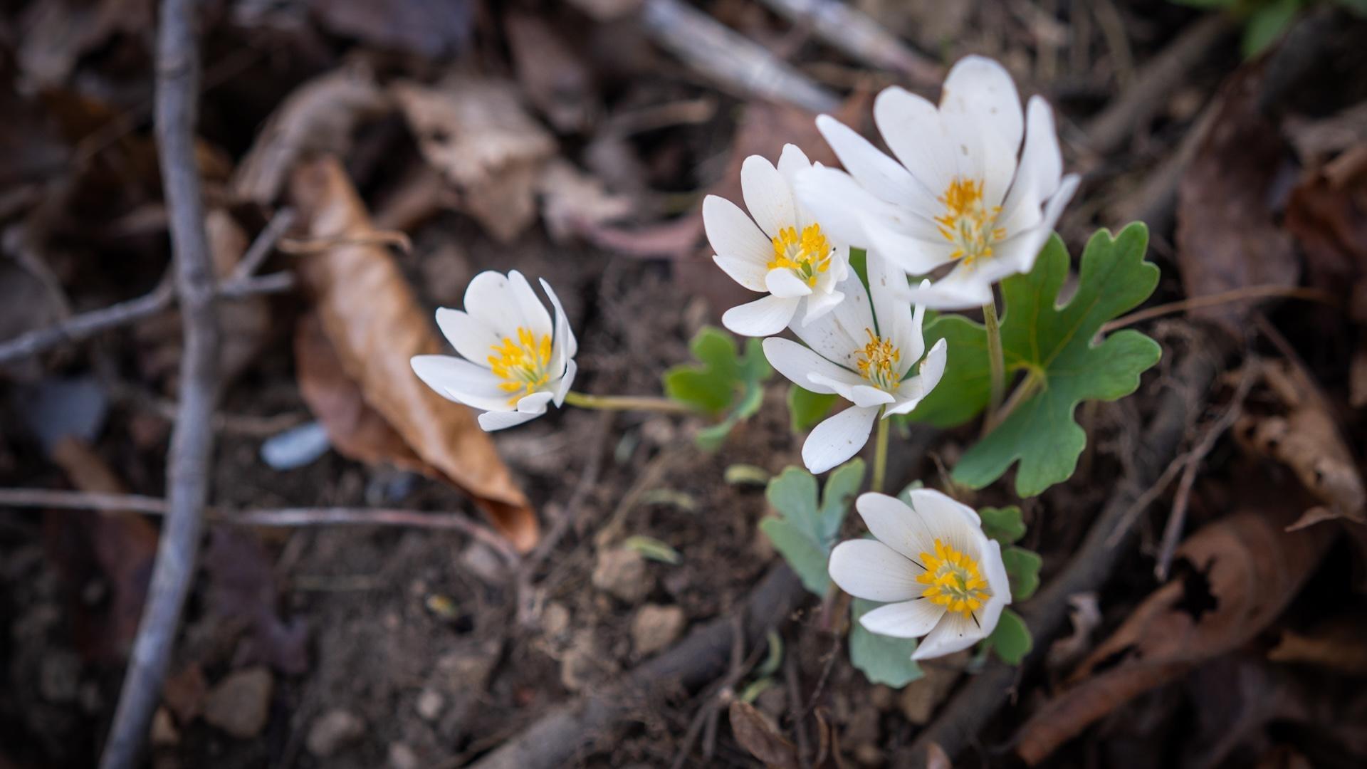 White and yellow wildflowers.
