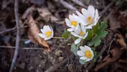 On the hunt for rare spring wildflowers