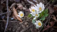 On the hunt for rare spring wildflowers