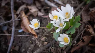 On the hunt for rare spring wildflowers