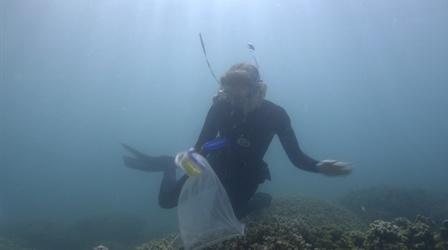 Video thumbnail: NOVA Scientists Breed a New Generation of "Super Corals"