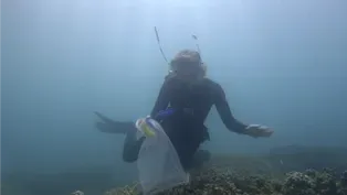 Scientists Breed a New Generation of "Super Corals"