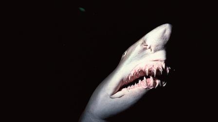 Video thumbnail: SCI NC Sharks Are Often Killed On Accident. Here's A Way to Fix It.