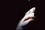 Sharks Are Often Killed On Accident. Here's A Way to Fix It.