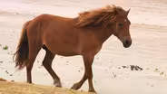 Assateague Island: Preserving Change