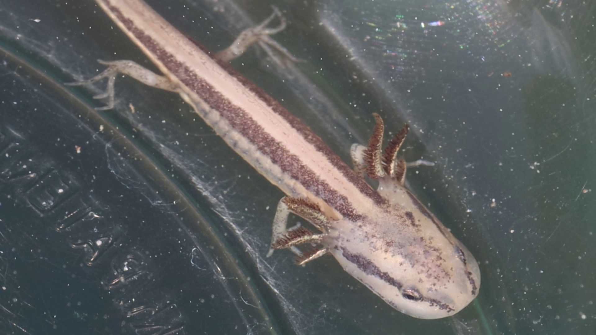 Frosted Flatwoods Salamanders: Recovery, Redundancy, & Fire