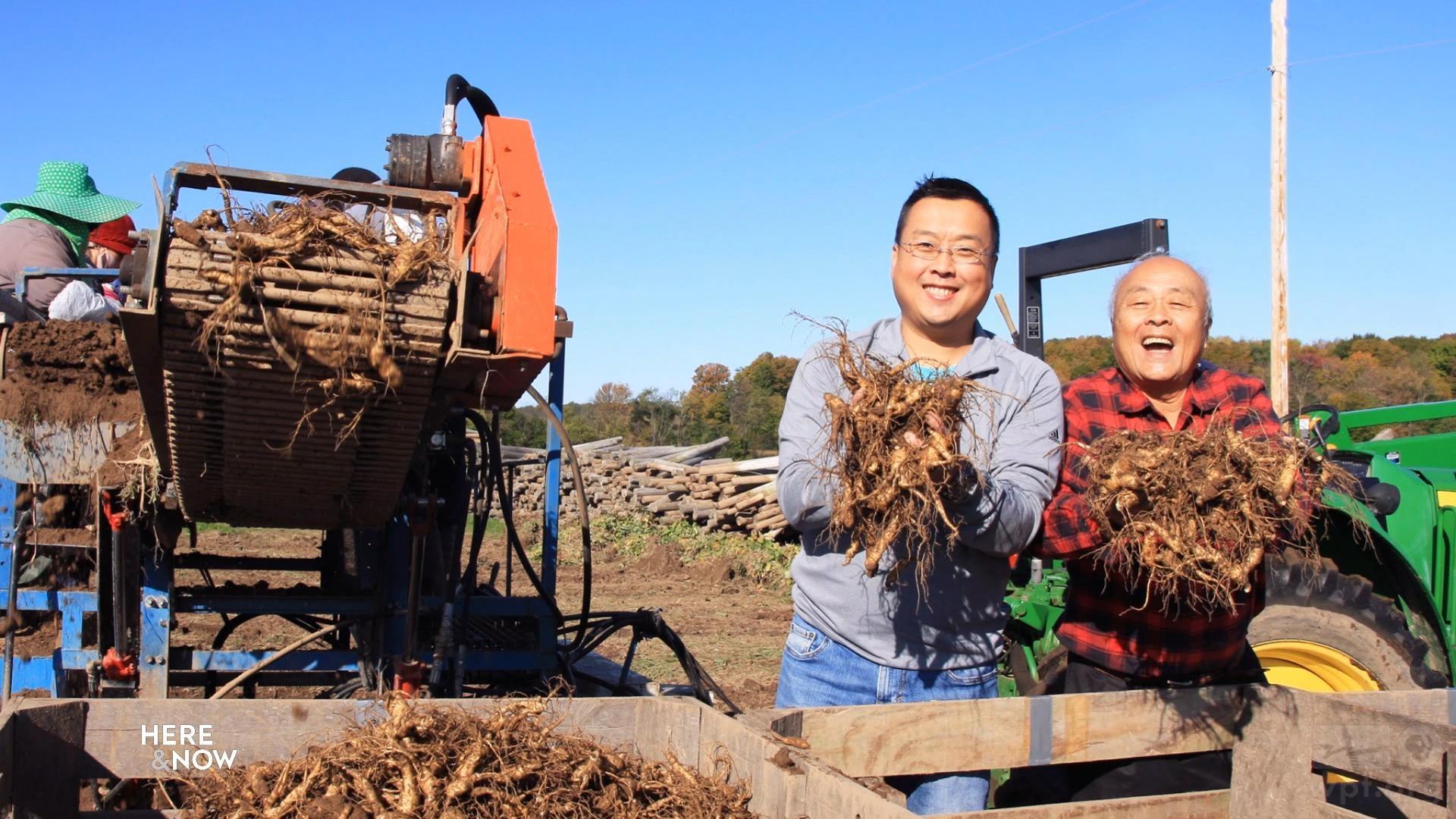 Chinese Trade Disputes Impact Wisconsin Ginseng